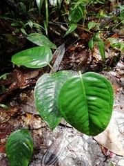 Anthurium longegeniculatum