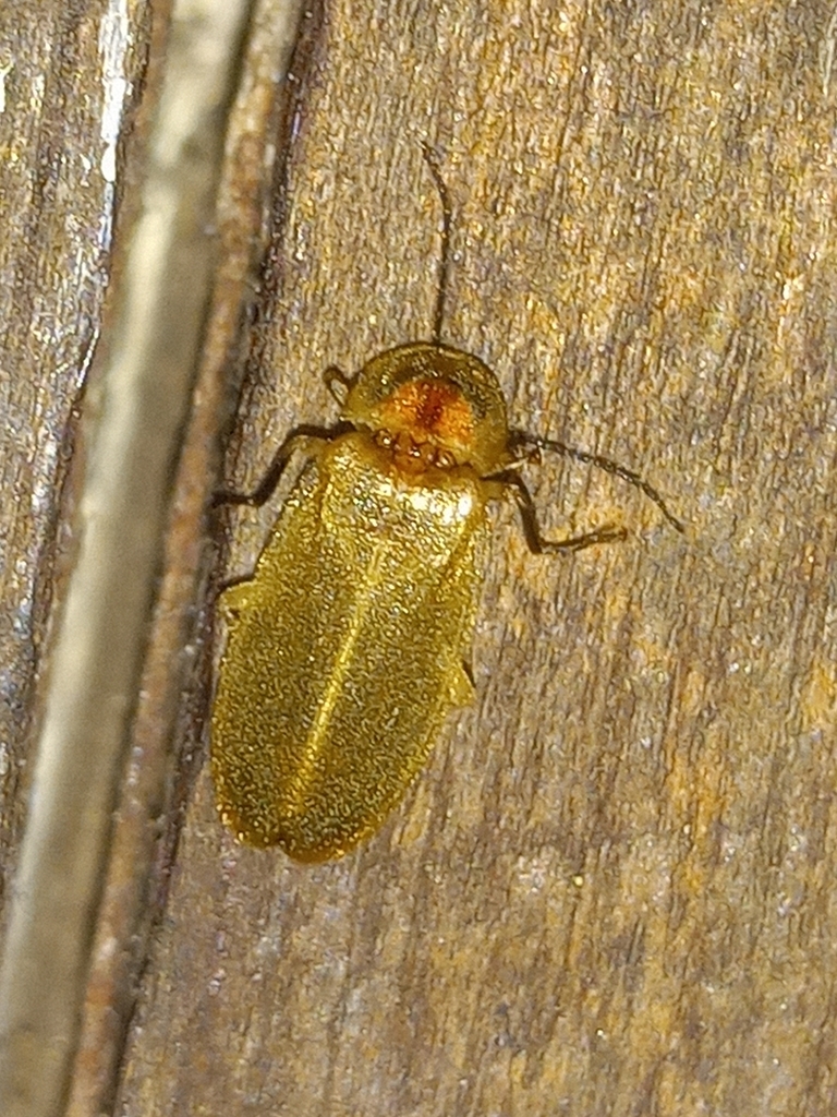 Heterophotinus constanzae
