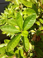 Rhododendron ponticum