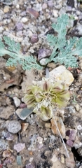 Vesper purpurascens