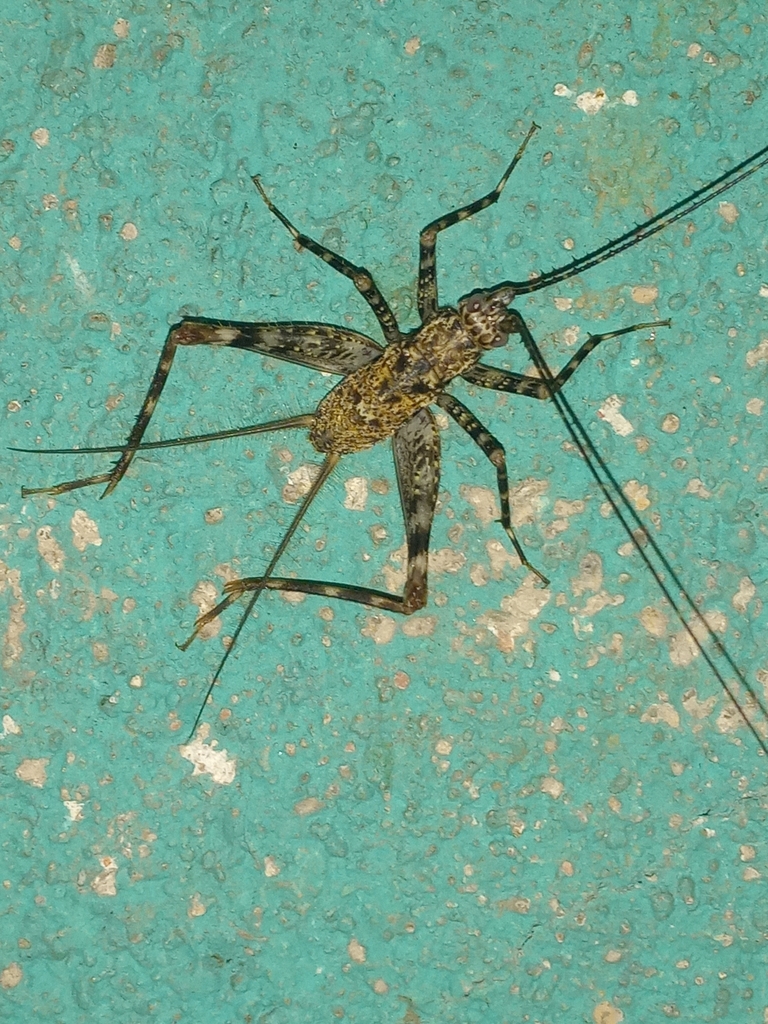 Yoyuteris cerritus
