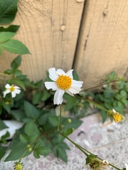 Bidens alba