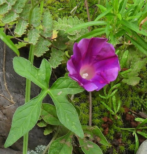 Image of Ipomoea pubescens by no rights reserved