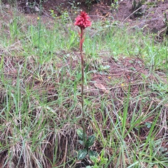 Stenorrhynchos albidomaculatum