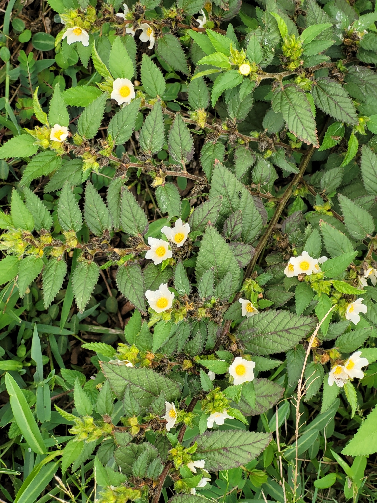 Sida glomerata
