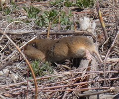Thomomys