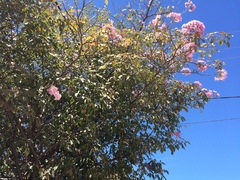 Handroanthus impetiginosus