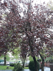 Prunus cerasifera pissardii