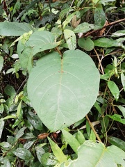 Stigmaphyllon bogotense