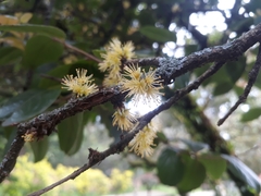 Xylosma spiculifera