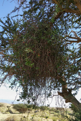 Plicosepalus acaciae