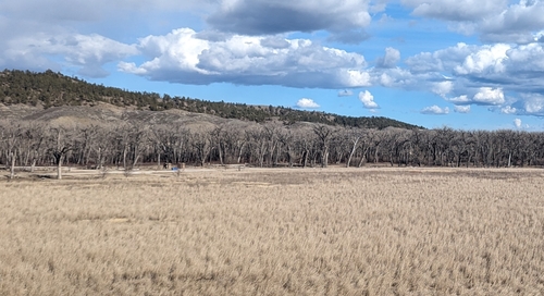 iNaturalist observation 2024-03-13