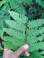 Selaginella exaltata