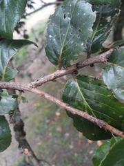 Xylosma spiculifera