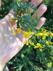 Parkinsonia texana macra