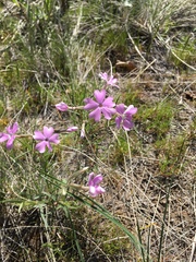 Phlox longifolia