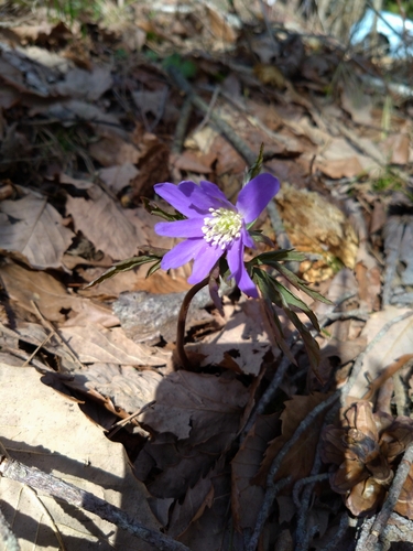 Anemone pseudoaltaica iNat (2)