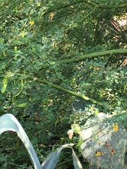 Parkinsonia texana macra