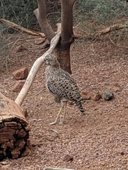 Burhinus