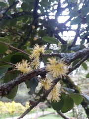 Xylosma spiculifera