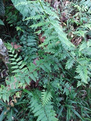 Selaginella exaltata