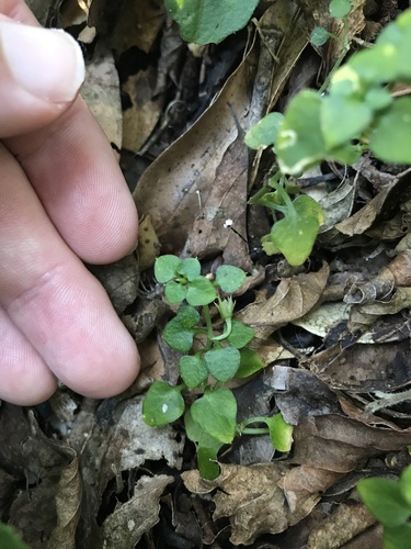 Stellaria diversiflora iNat (2)