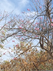 Handroanthus impetiginosus