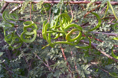 Vachellia tortilis raddiana