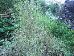Scandia geniculata