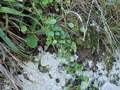 Scandia geniculata
