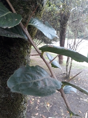 Xylosma spiculifera
