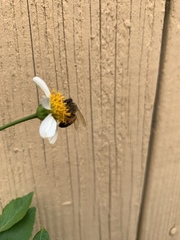 Apis mellifera