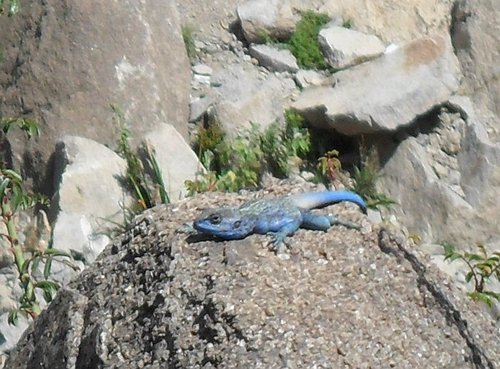 Anderson's Rock Agama