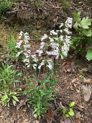 Penstemon arkansanus