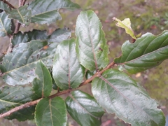 Xylosma spiculifera