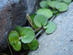 Epilobium nummulariifolium