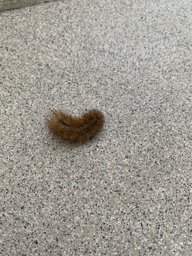 Phragmatobia fuliginosa