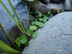 Epilobium nummulariifolium