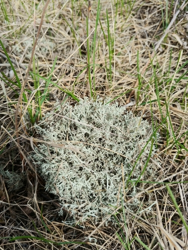 photo of Gray Reindeer Lichen (Cladonia rangiferina)