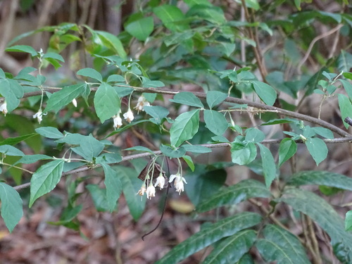 Image of Styrax formosanus by (c) 百香果, some rights reserved (CC BY)