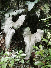 Anthurium bogotense