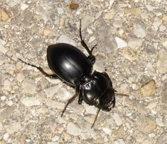 Pasimachus californicus