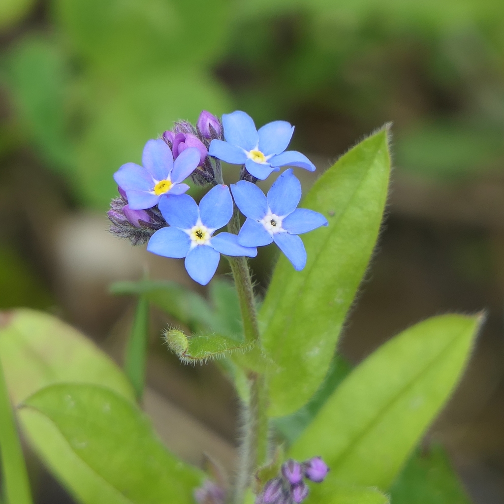 Myosotis sylvatica