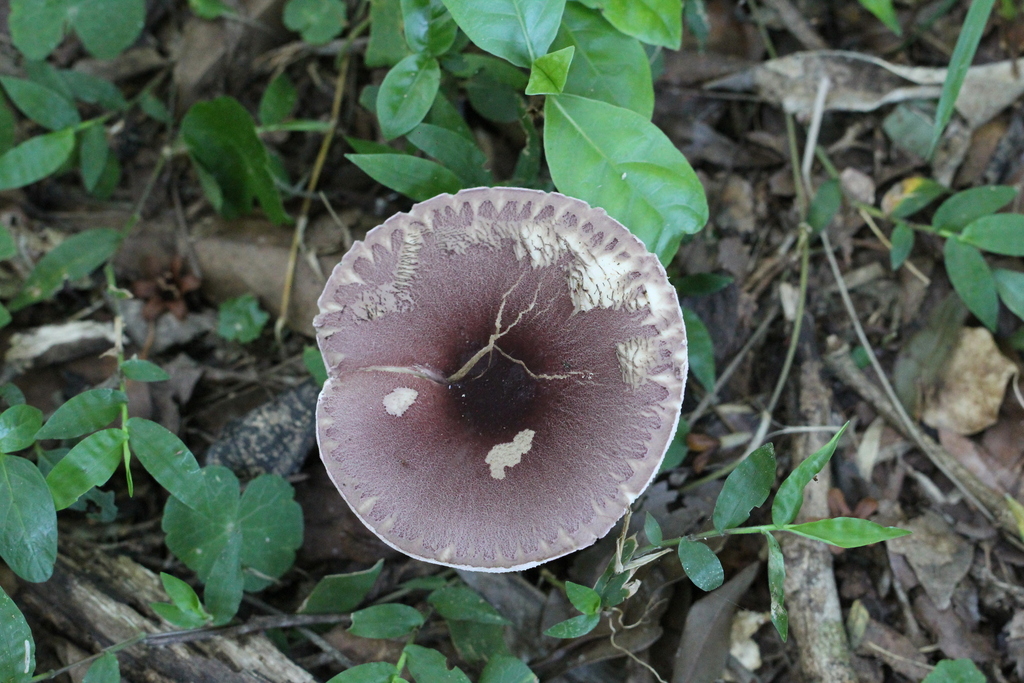 Leucocoprinus lilaceus · March 2024 · photo: © romigaleota (iNaturalist, cc-by)