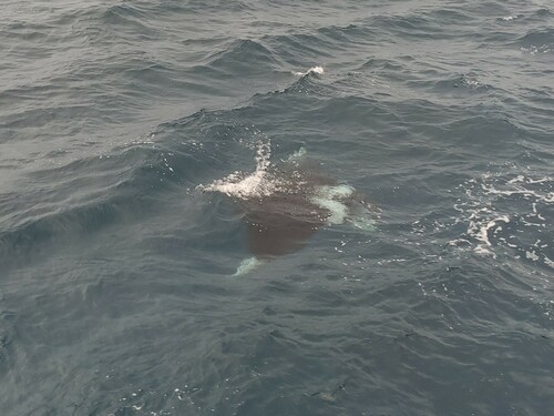 Oceanic Manta Ray