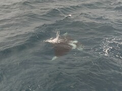 Oceanic Manta Ray