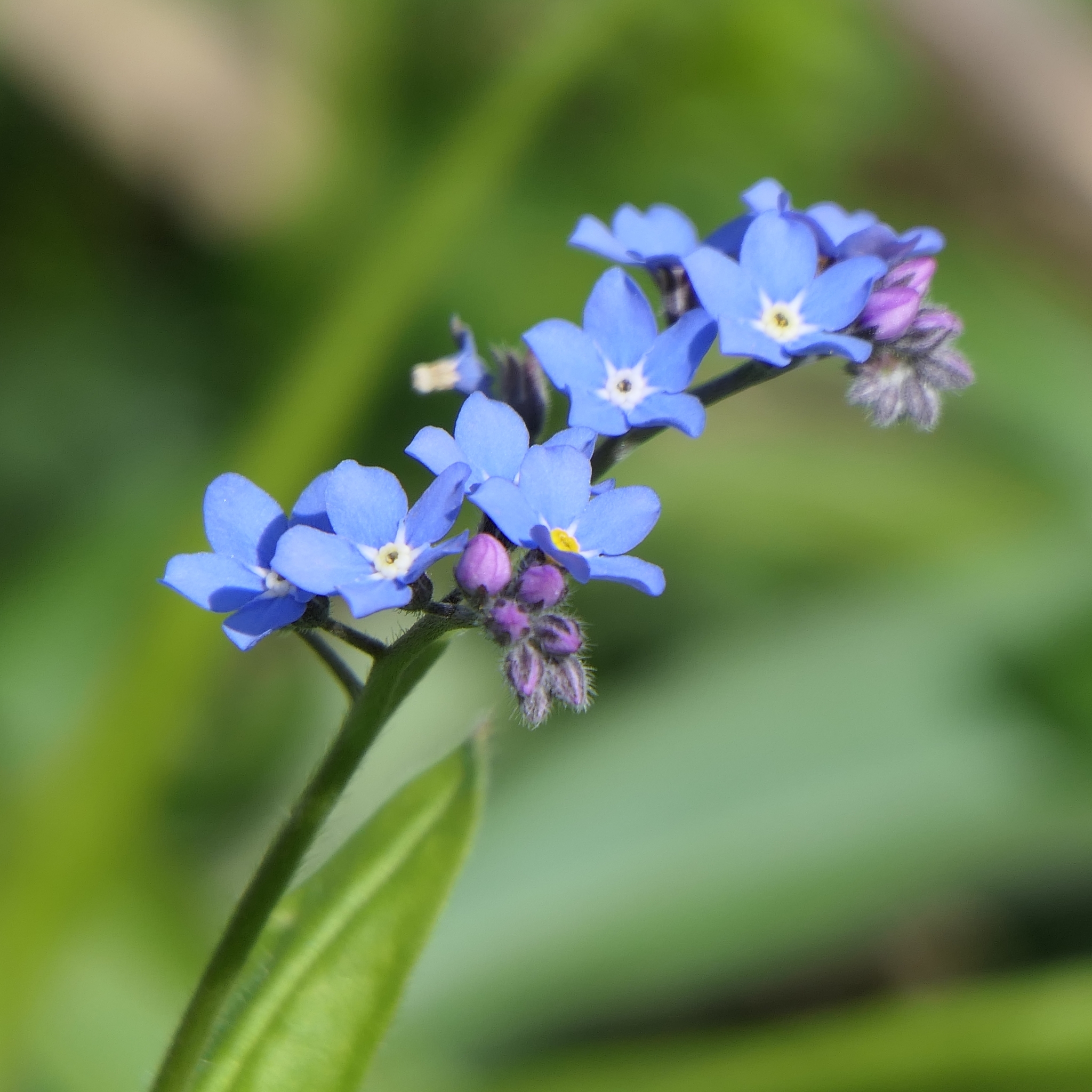 Wood Forget-me-not (Myosotis sylvatica) · iNaturalist