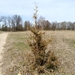 photo of Eastern Redcedar (Juniperus virginiana)