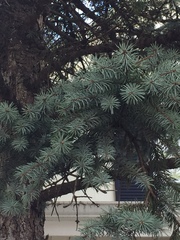 Picea glauca