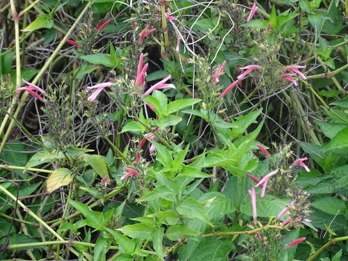 Clinacanthus nutans, photograph 6
